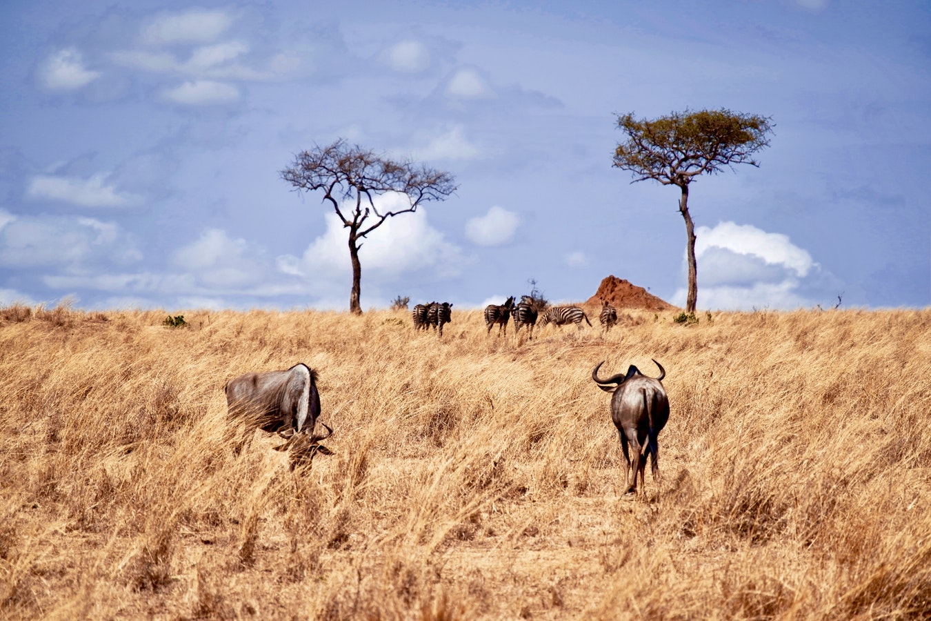 Troupeau d'animaux sauvages dans la savane en Tanzanie