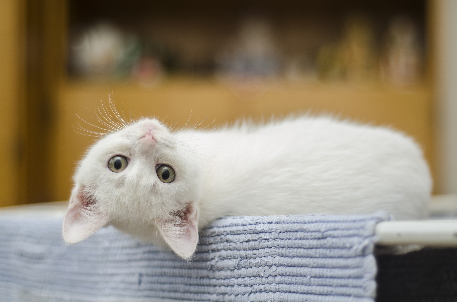 Chaton blanc vu de dos qui regarde en arrière vers l'objectif