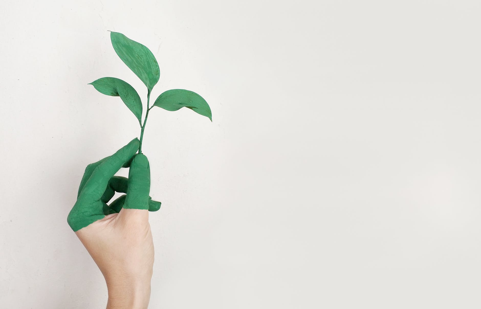 Main peinte en vert qui tient une plante en signe de protection de l'environnement