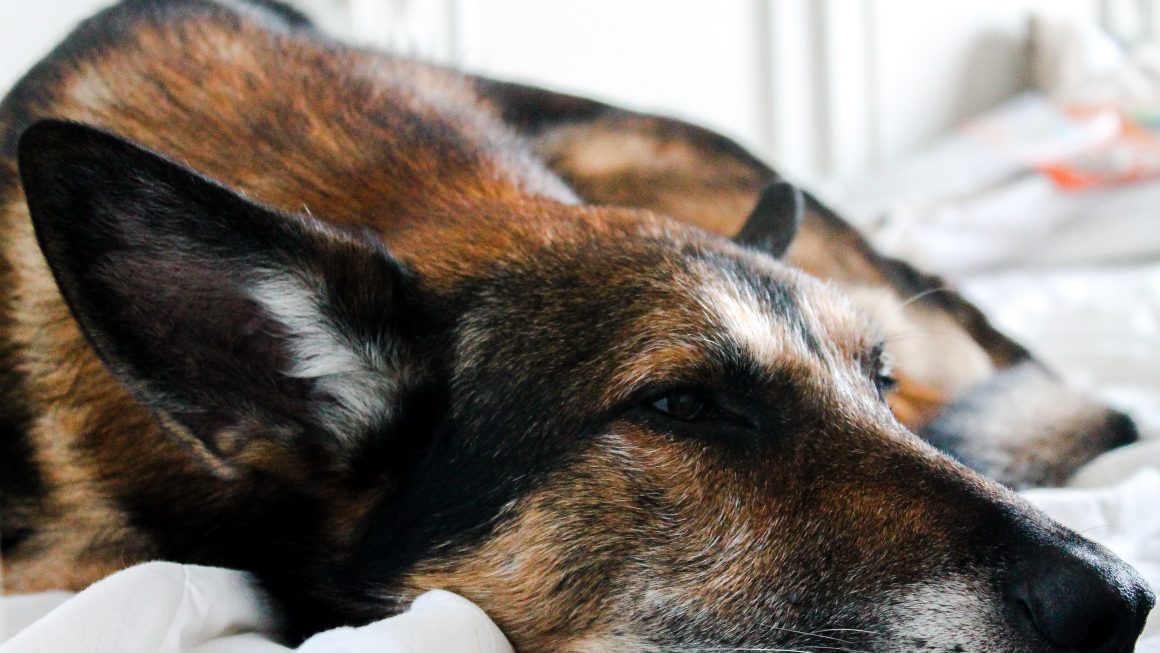 Convalescence chien