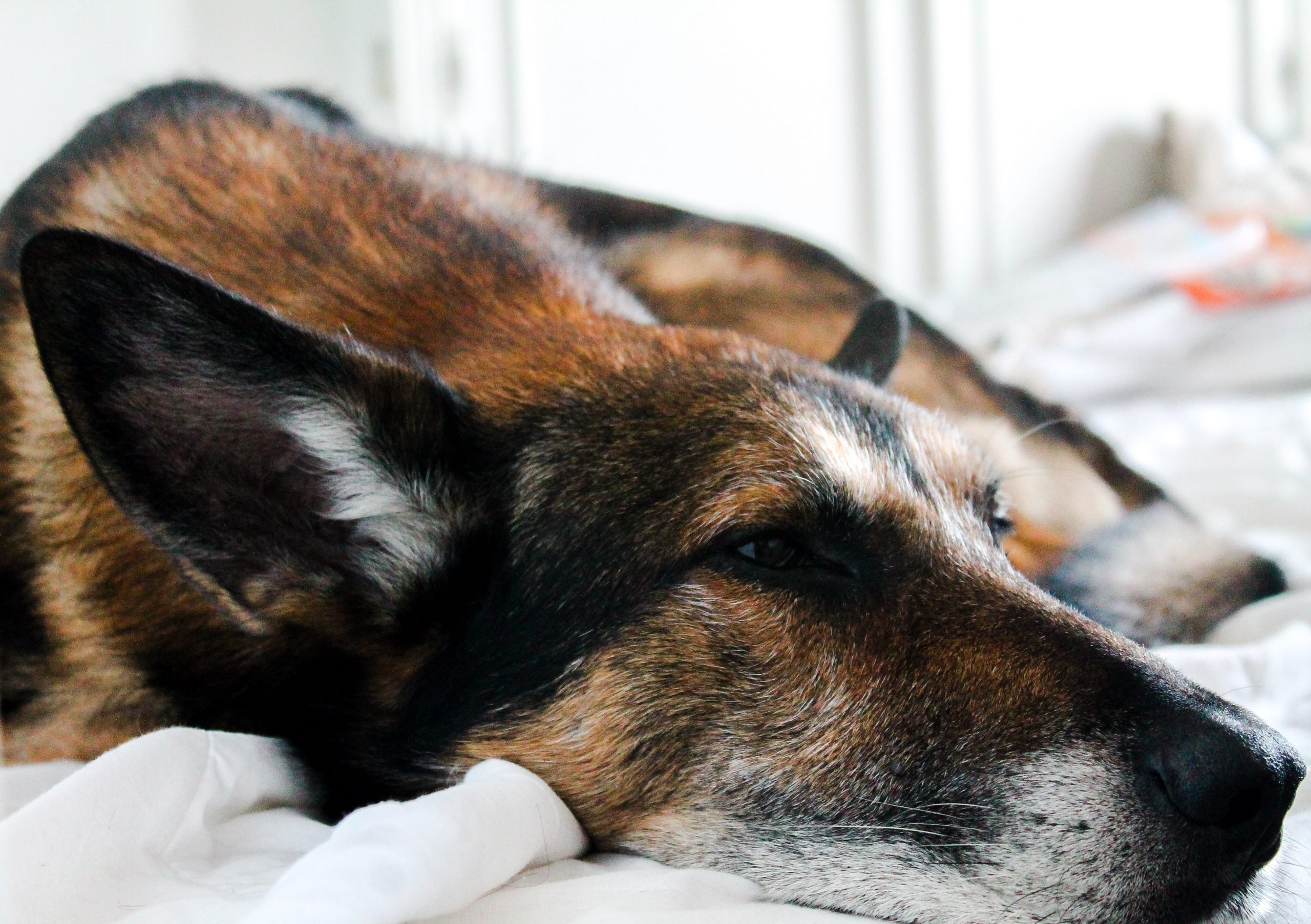 Convalescence chien