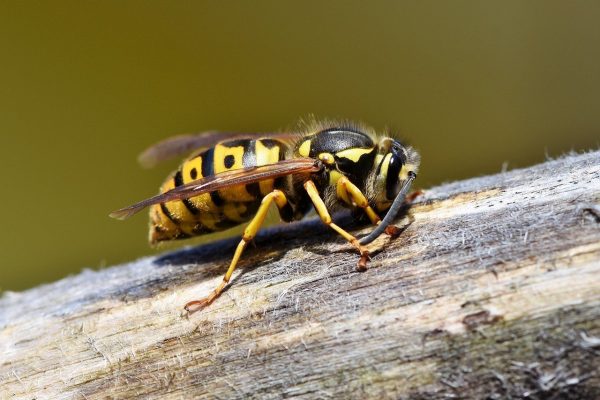 Quels nids de guêpes sont dangereux pour l’Homme ?