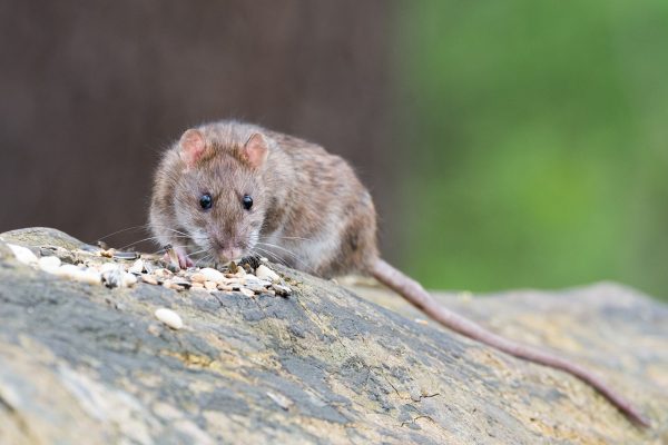 Quel est le produit le plus efficace contre les rats ?