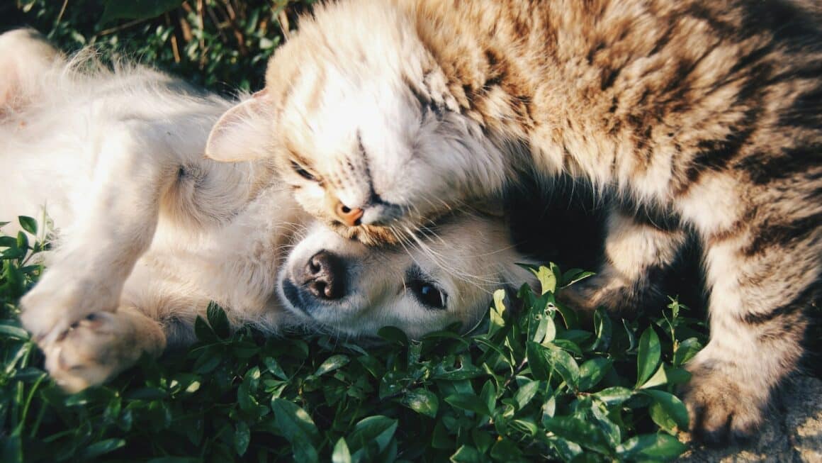 assurance santé animaux