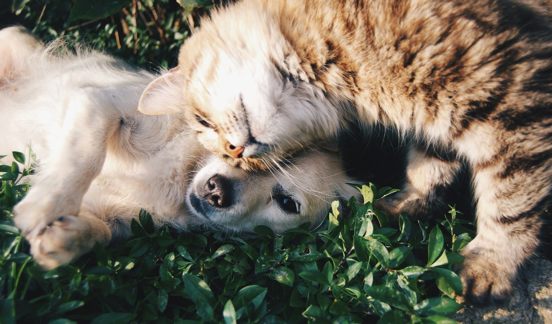 assurance santé animaux
